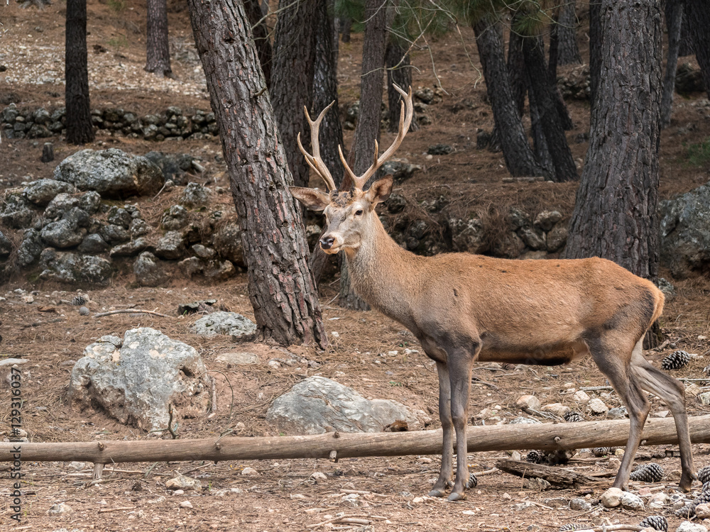 Fototapeta premium Male reed deer (Cervus elaphus) in the forest