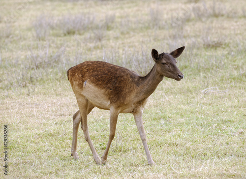 Female Fallow Deer walking in grassland