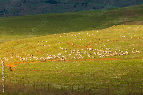 Sheep Flock Mountain Landscape