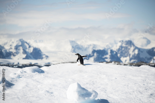 Penguin on Ledge