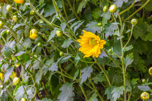 chrysanthemum