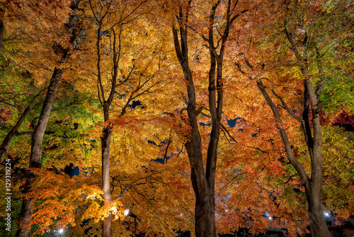 Fuji Kawaguchiko Autumn Leaves Festival - Nightly light up of maples corridor trees.