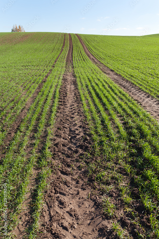 Germination of new wheat. Germination of new wheat.