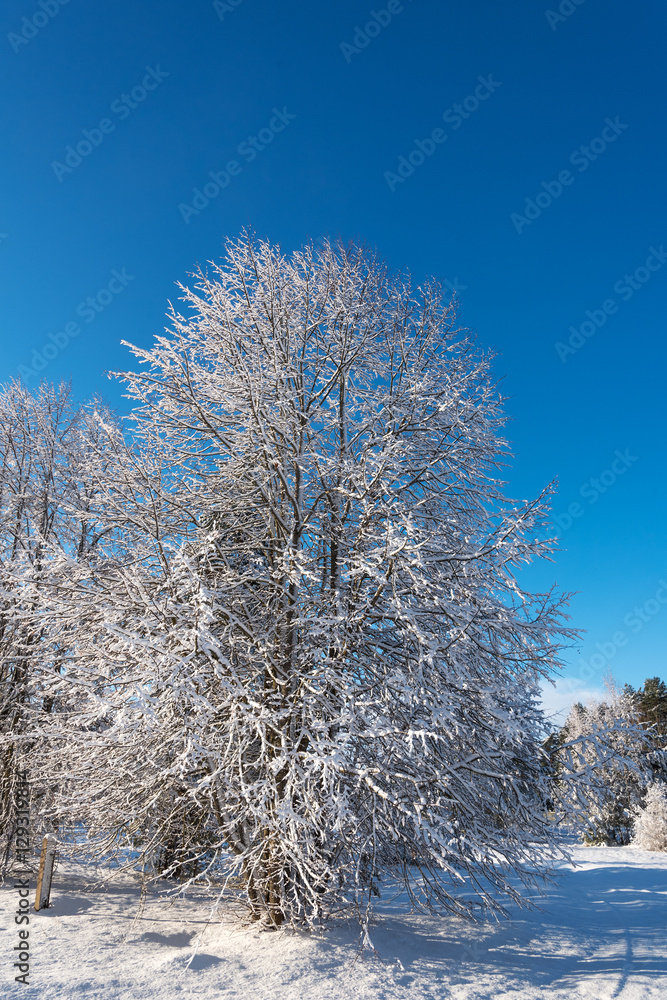 Sunlight in winter landscape.