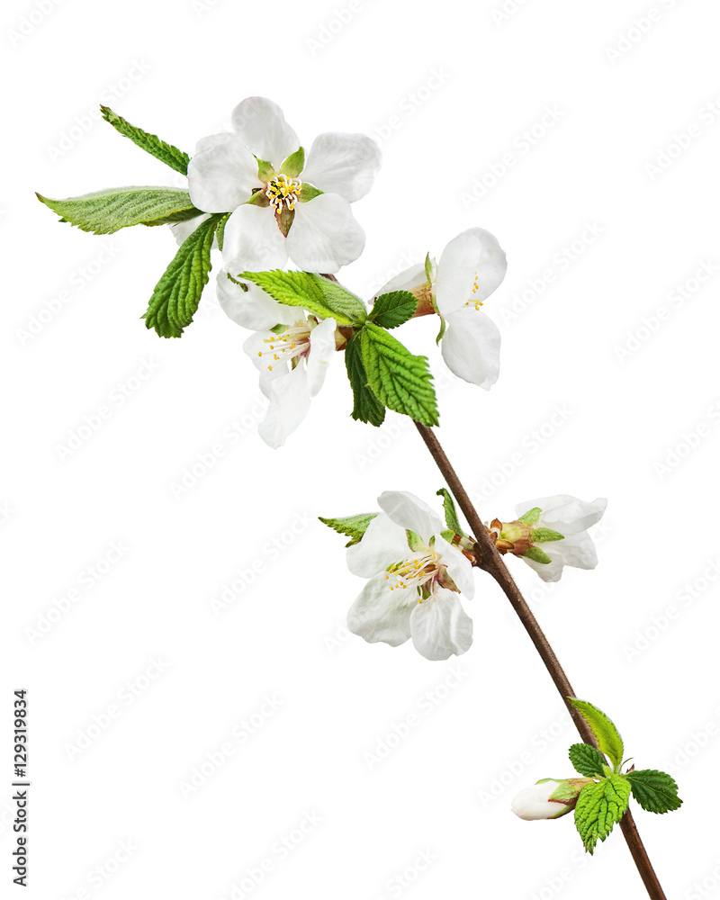 Obraz premium Spring flowering branches of Cherry blossom isolated on white background.