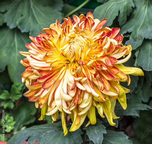 chrysanthemum