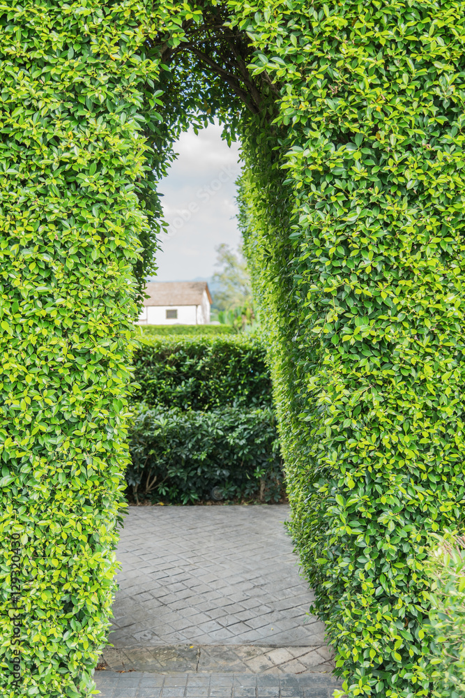 Green tunnel in fresh spring foliage. Way to nature. Natural Green tunnel in fresh spring foliage. Way to nature. Natural