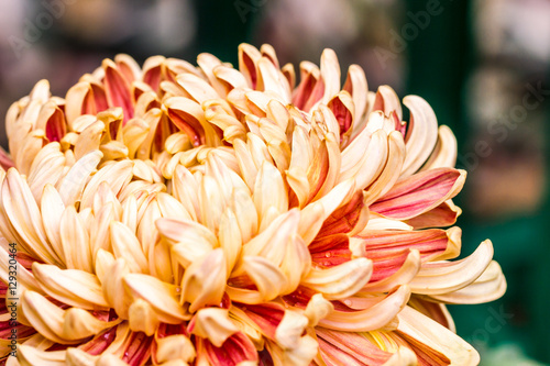 chrysanthemum