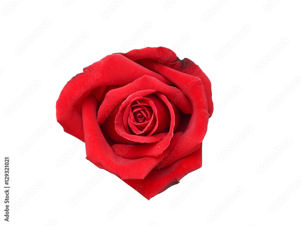 Natural red rose isolated on white background Natural red rose isolated on white background