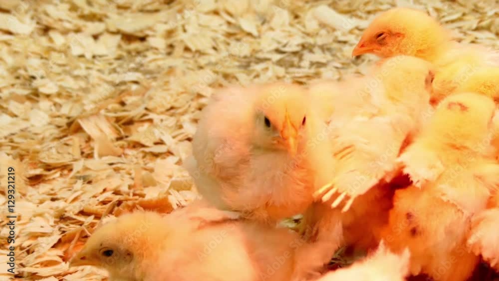 Yellow chickens on farm under artificial light. Chicken (Gallus gallus domesticus) is type of