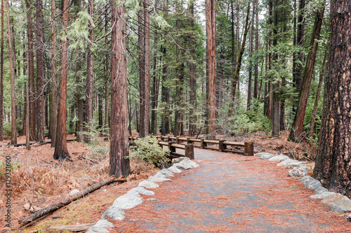 Rock Pathway in the Autumn Forest