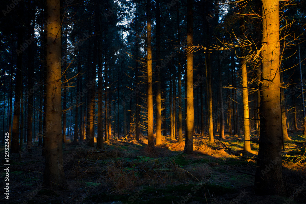 Fototapeta premium First sunlight in a dark forest lightens up the stems of pine trees
