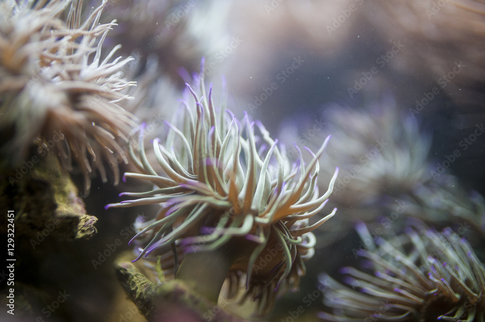 Obraz premium Anémones de mer