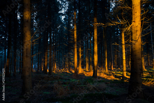 First sunlight in a dark forest lightens up the stems of pine trees