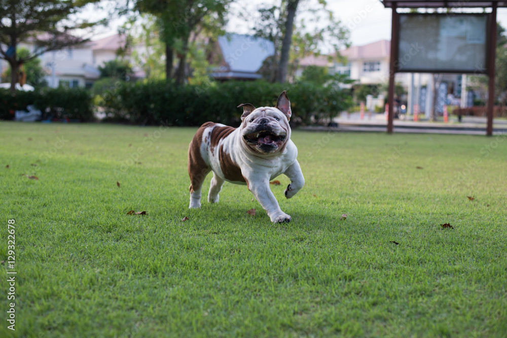 White Bulldog run on the grass
