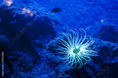 Canvas Print Anémone dans un aquarium