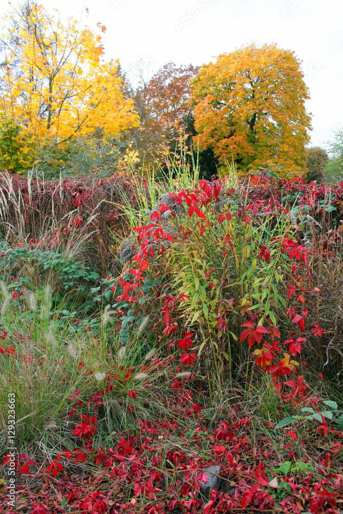 Naklejka premium Bäume und Sträucher im Herbst.4