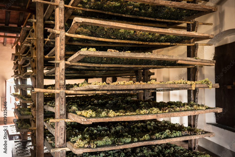 Trebbiano grapes drying on mats in winery Trebbiano grapes drying on mats in winery