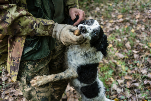 Truffle dog trying to eat a black truffle while the hunter is ta