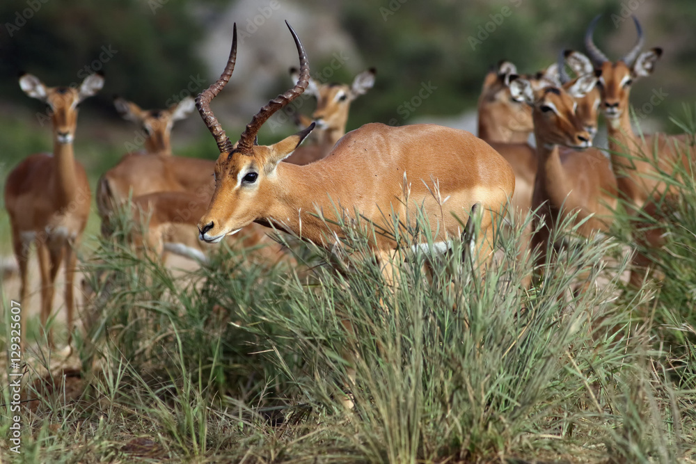 Fototapeta premium The impala (Aepyceros melampus), portrait of an adult male with others in background