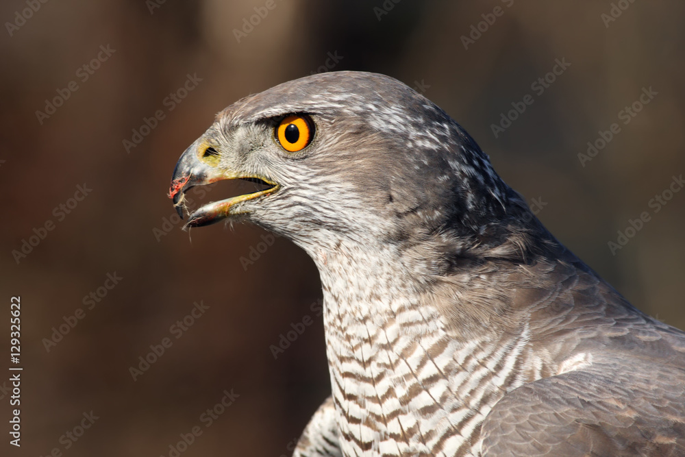 Obraz premium The northern goshawk ( Accipiter gentilis), portrait