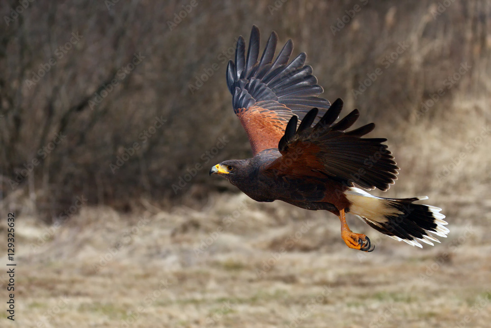Obraz premium The Harris's hawk (Parabuteo unicinctus) formerly known as the bay-winged hawk or dusky hawk