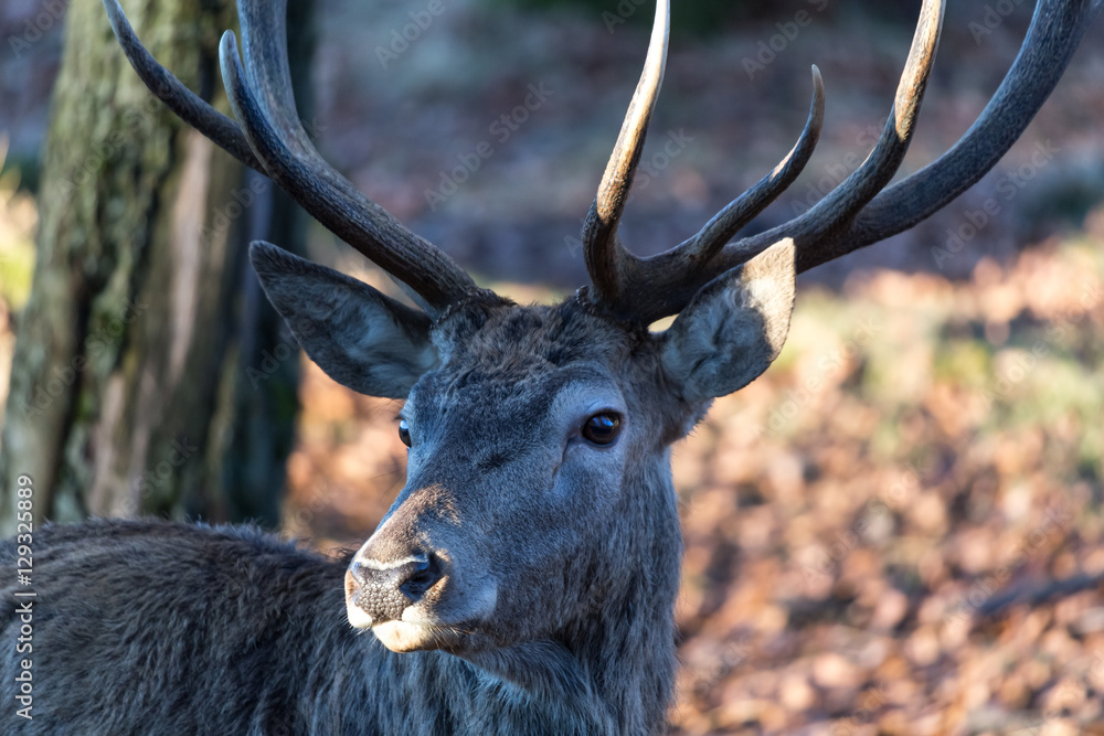 Fototapeta premium deer in the autumn