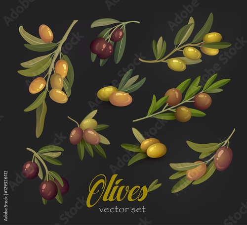 Set of olive branches or tree twigs berries
