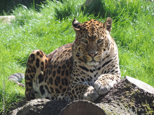 Photography leopard