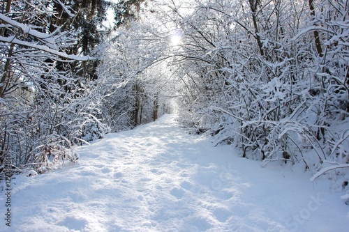 Wallpaper Mural Sentiero nella neve, Trentino Alto Adige, Italia Torontodigital.ca