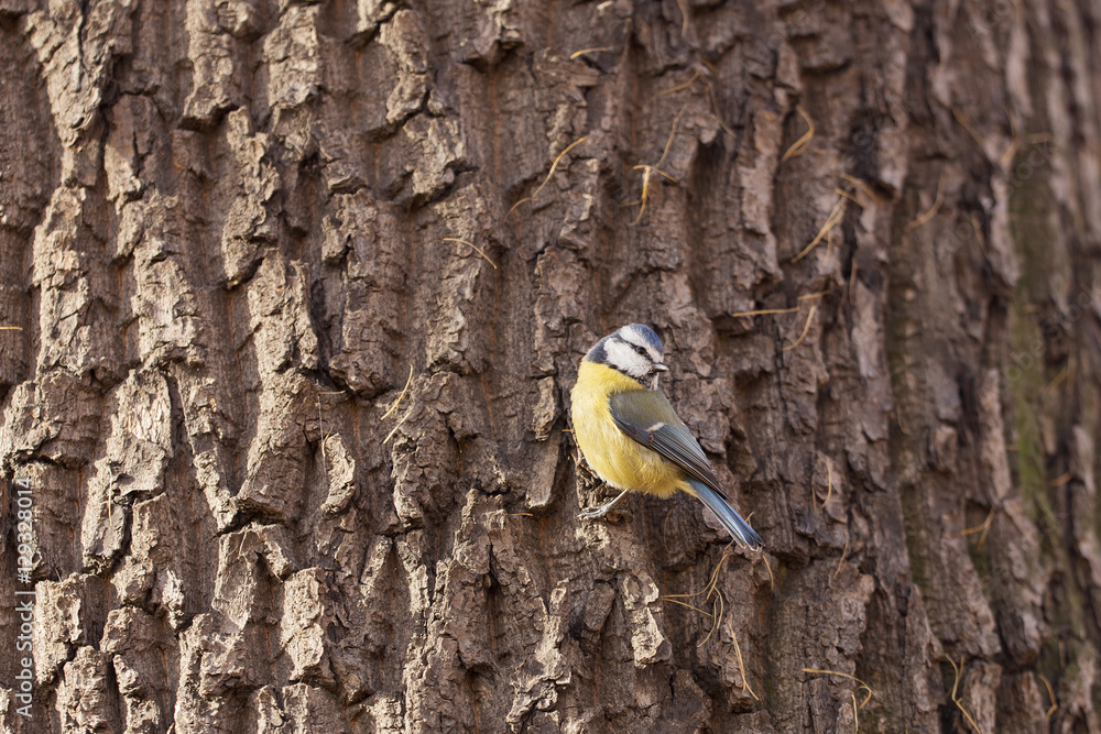 Fototapeta premium small blue tit