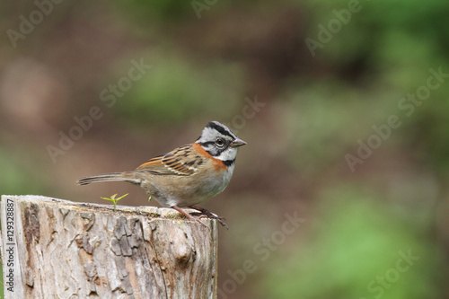 Rufous-collared Sparrow (Zonotrichia capensis)