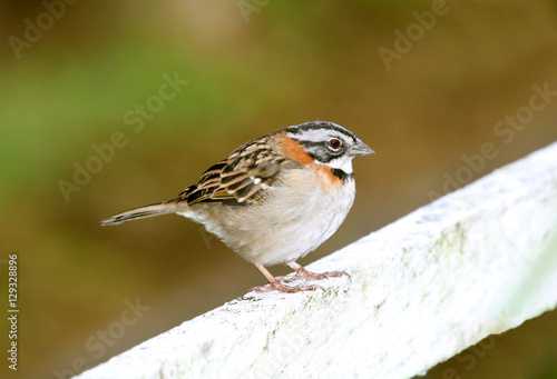 Rufous-collared Sparrow (Zonotrichia capensis) © cratervalley