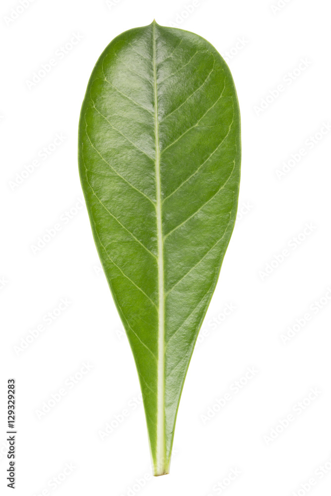 Obraz premium green leaf isolated on white background
