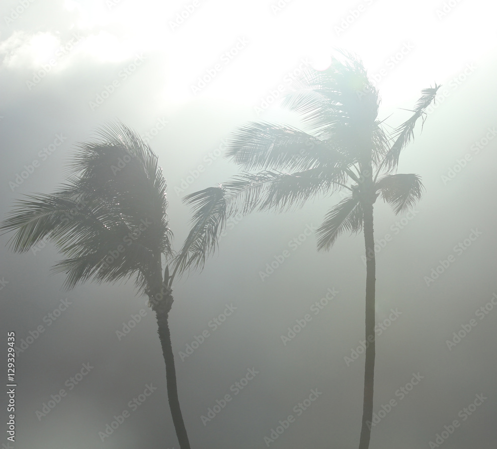 Naklejka premium palm trees in a tropical storm