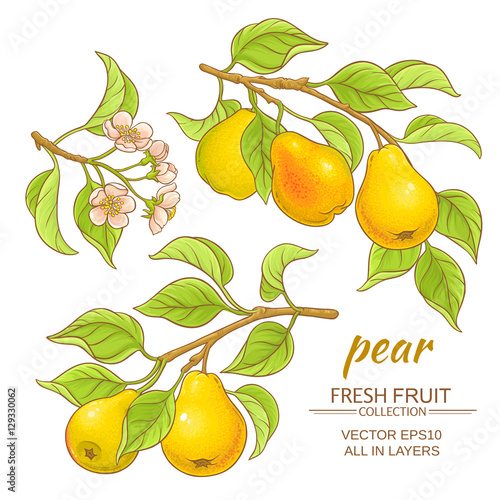 pear vector set