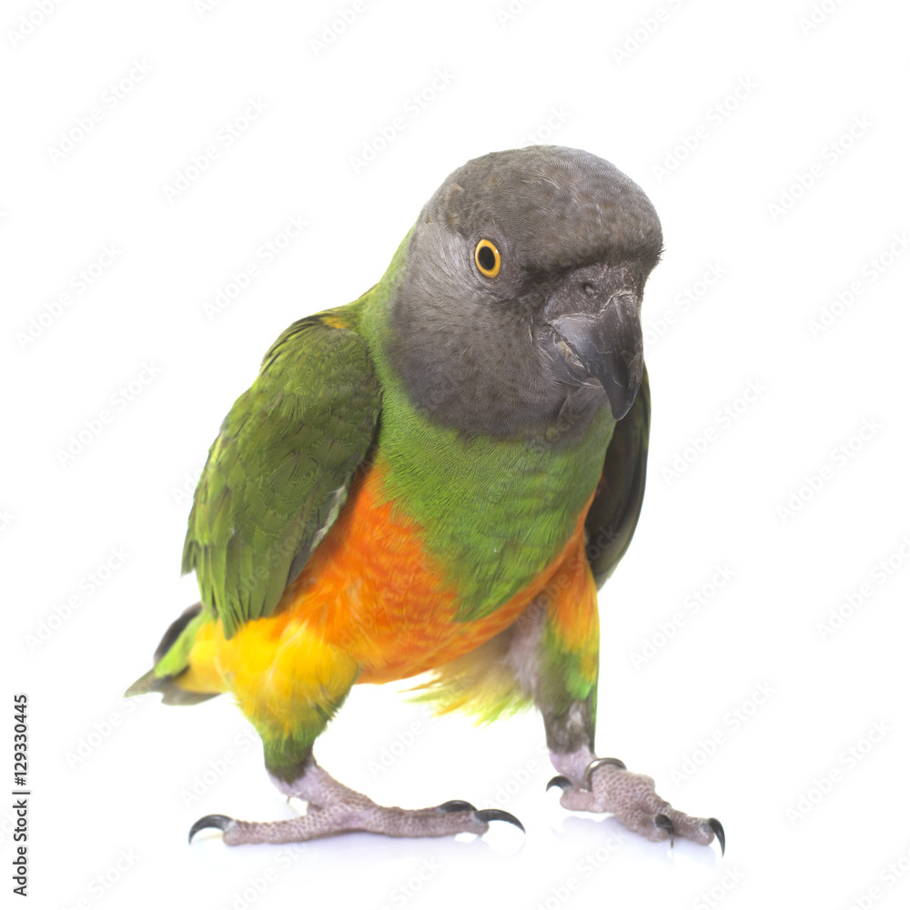 Obraz premium senegal parrot in studio
