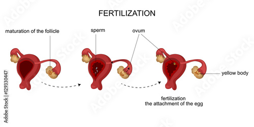 the female reproductive organs. Menstrual cycle. photo