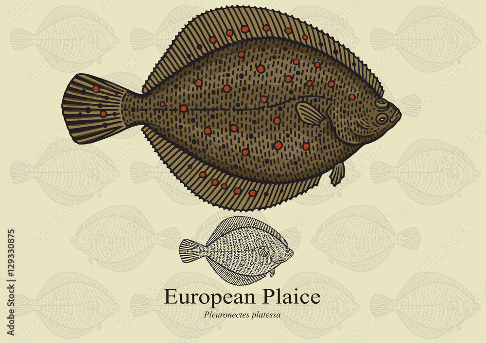 Fototapeta premium European Plaice. Vector illustration for artwork in small sizes. Suitable for graphic and packaging design, educational examples, web, etc. 