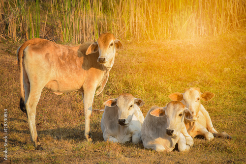 Cows standing on grass in field at sunset.