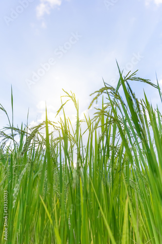 rice field