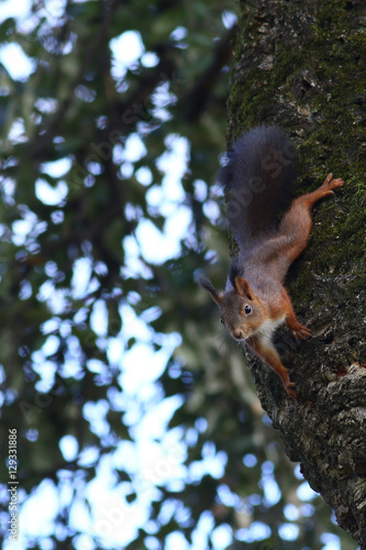 Cute red squirrel sitting upside down on a tree trunk