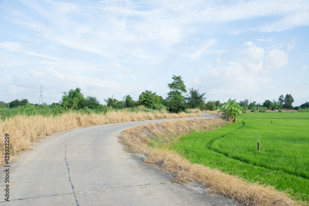 Asia rice farm landscape background