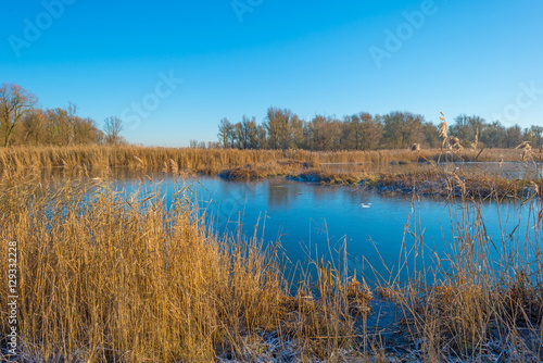 Shore of a frozen lake in sunlight in winter