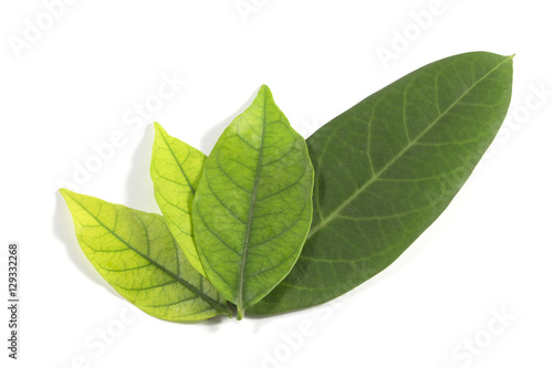 Green leaf isolated on white background. For background Graphic or Texture.