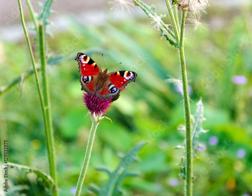 Schmetterling (Tagpfauenauge) auf lilafarbener Distel 