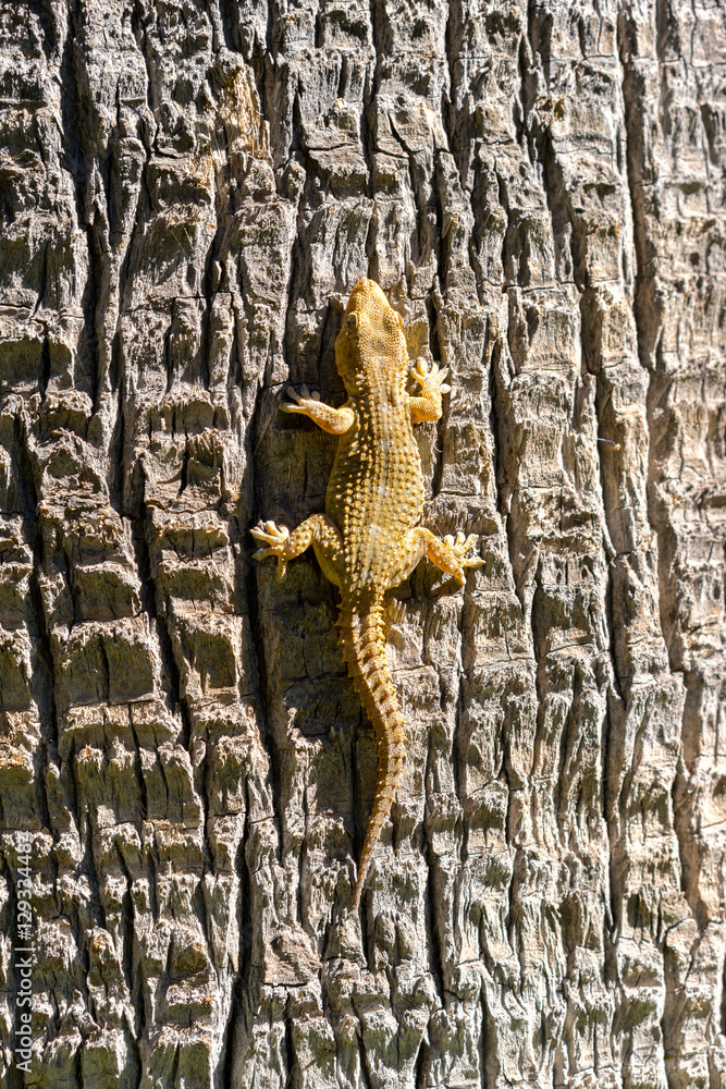 Fototapeta premium Close view of yellow lizard crawling on a tree trunk.