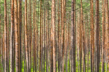 Fototapete Bäume Dichter Nadelwald mit schlanken Kiefern  © udovichenko
