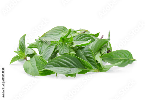 Leaf Sweet Basil on white background