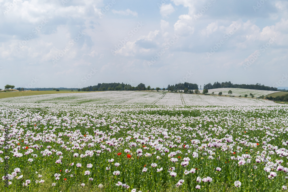 Poopy Flowers, Landscape central Bohemia, Sazava, Czech Republic, Central Europe